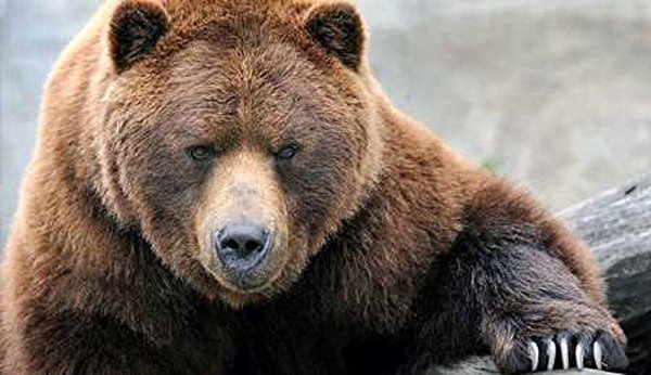 شمارش معکوس برای انقراض خرس قهوه‌ای کوه در کهگیلویه و بویراحمد+ عکس