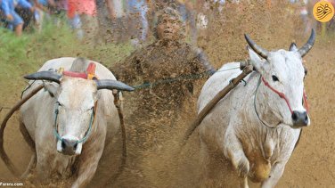 تصاویر مسابقه سنتی گاوها در زمین‌ گل‌آلود شالیزار