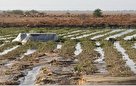 خسارت 479 میلیارد ریالی سیل به مزارع و باغات گچساران